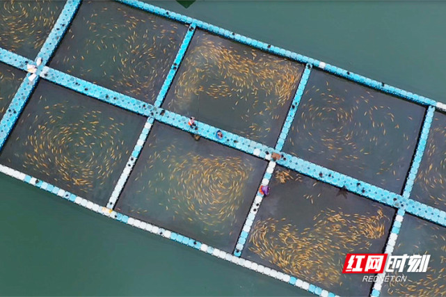 魚躍東江！郴州資興六千水產養殖戶有序復產，畜牧漁業飼料銷售同步回暖