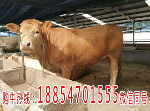 漳浦縣養(yǎng)牛場(chǎng)小黃牛價(jià)格與畜牧漁業(yè)飼料銷售分析